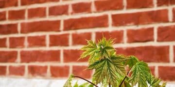 Understanding the Federal Government's Stance on Local Marijuana Laws - Cover Image