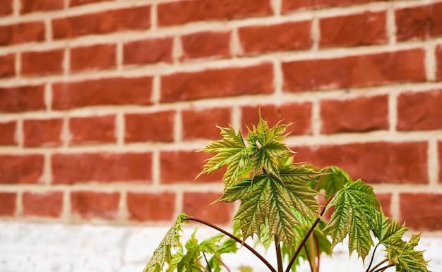 Understanding the Federal Government’s Stance on Local Marijuana Laws